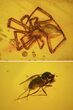 Fossil Fly (Diptera) & Spider (Aranea) In Baltic Amber #50649-2
